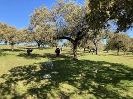 Salida al campo en la Feria del Gurumelo.