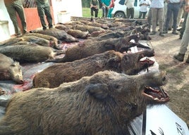 Piezas cazadas en una monteria, imagen de archivo.