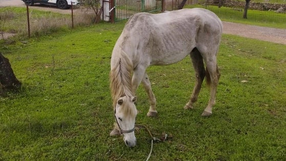La Guardería Rural y la Guardia Civil rescatan un caballo abandonado y desnutrido