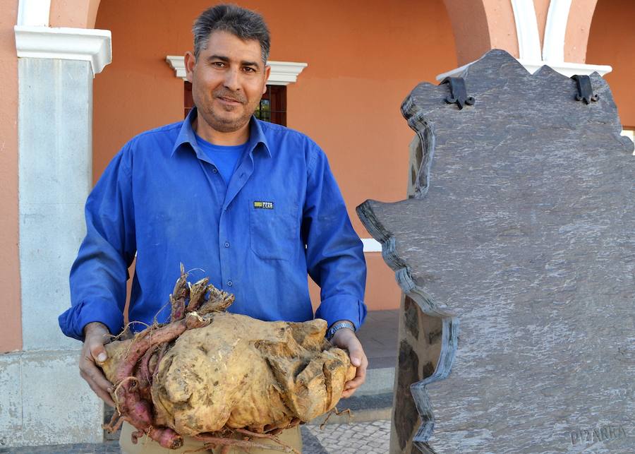 El vecino Juan Antonio Rangel ha recolectado un boniato de casi 18 kilos