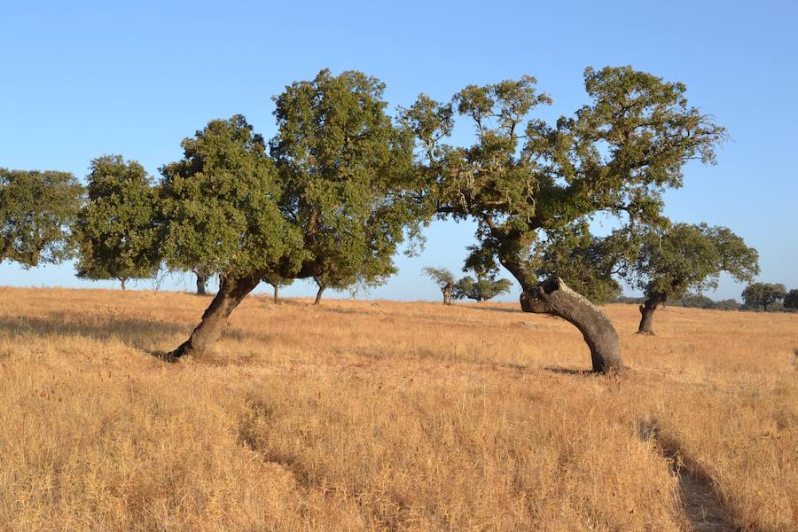 Vista del paraje del descubrimiento. A.P