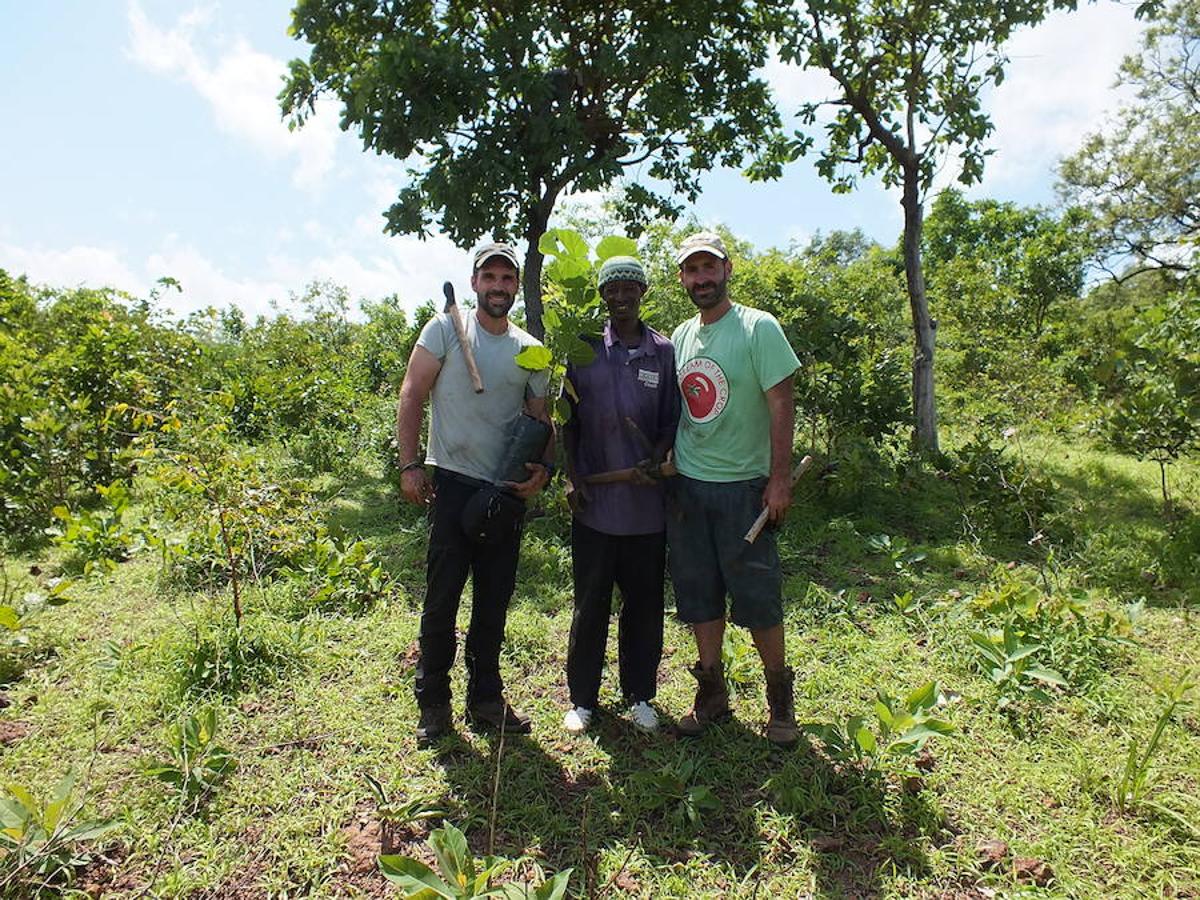 Labores de reforestación