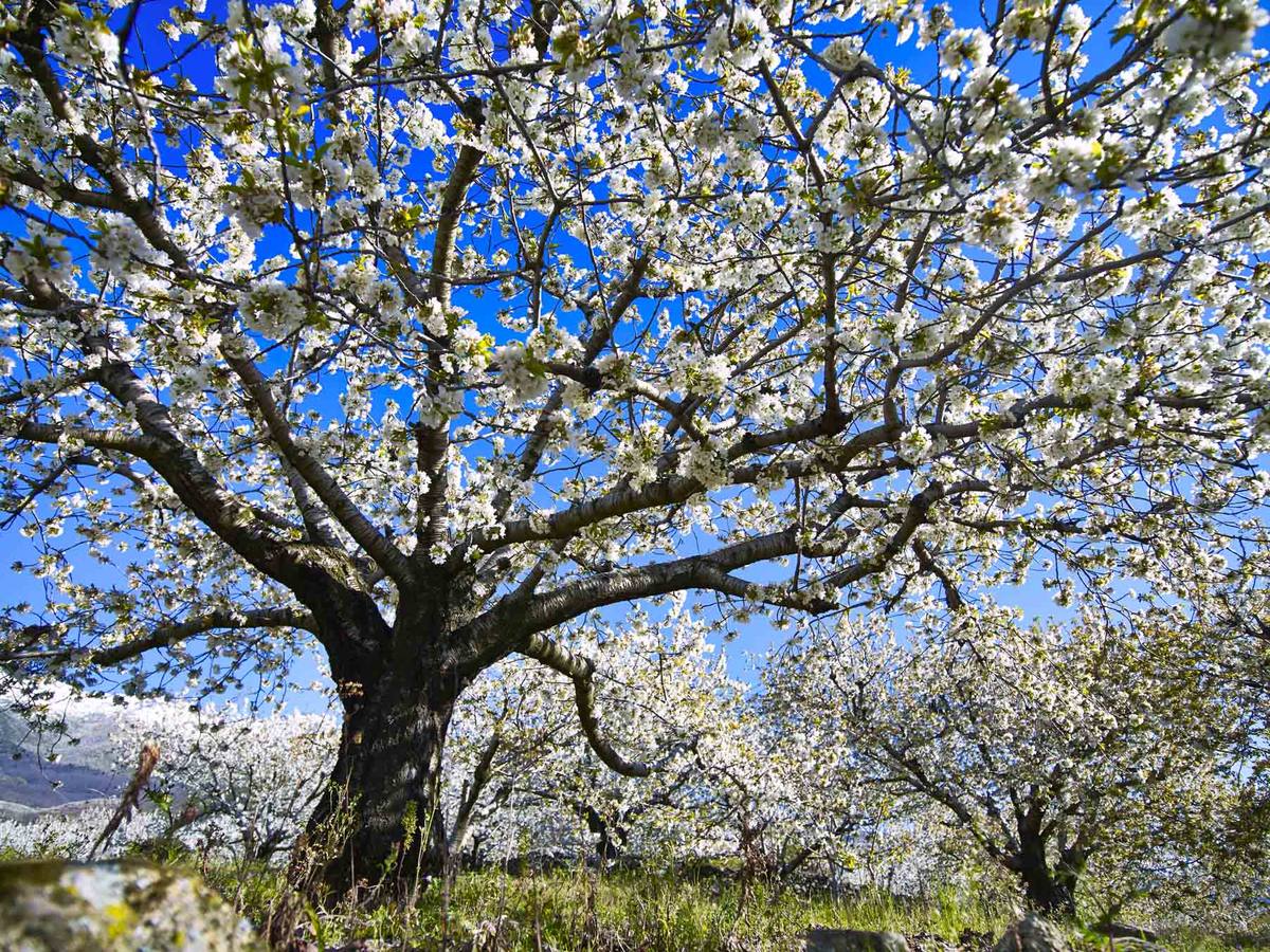 Cerezo en flor