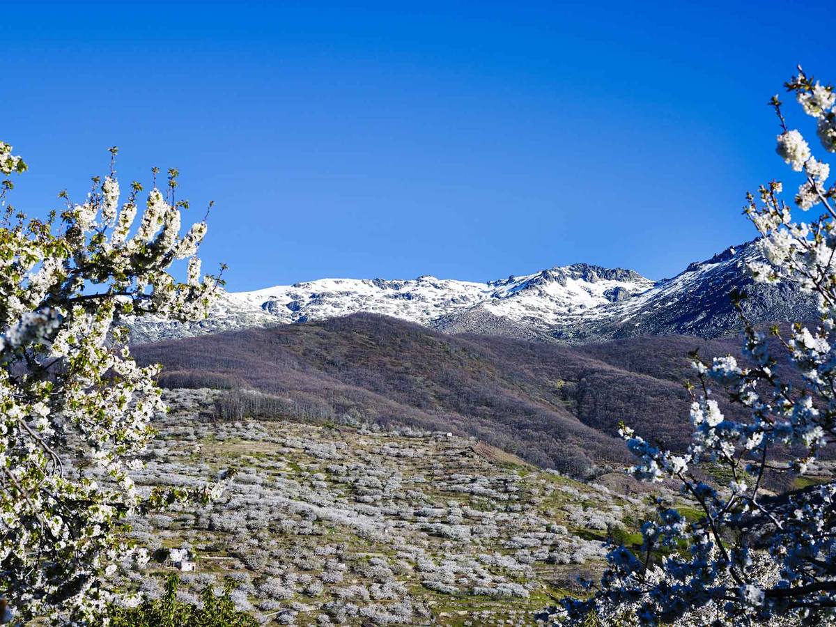 Ermita entre cerezos