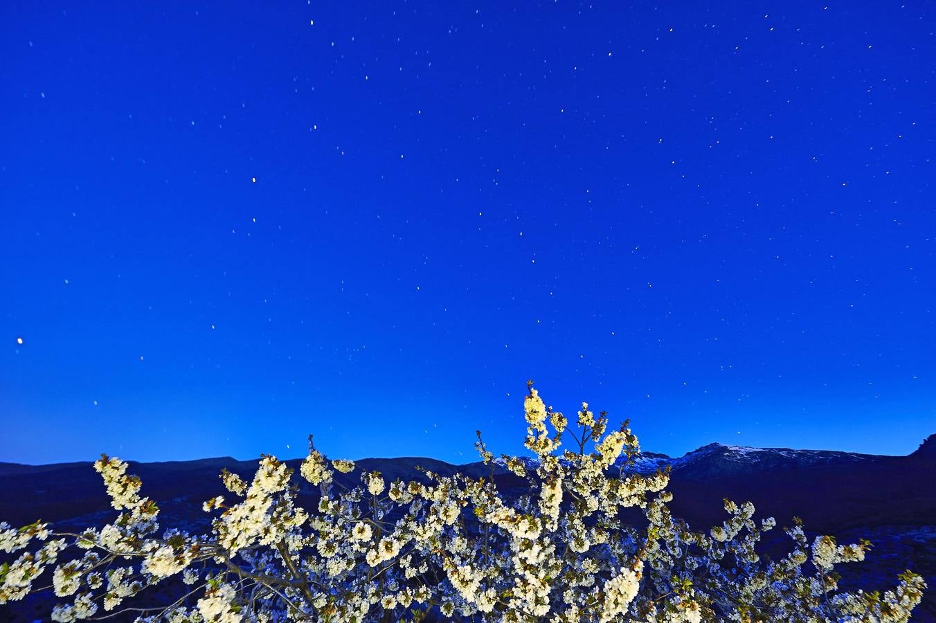 Cerezos en flor bajo las estrellas