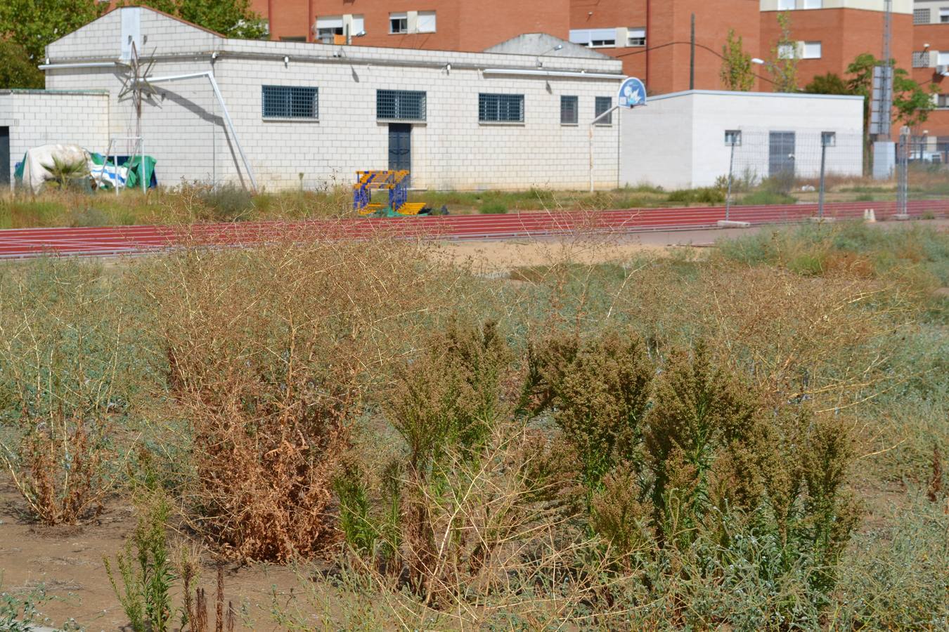 Estado de las instalaciones del Club de Atletismo de Montijo