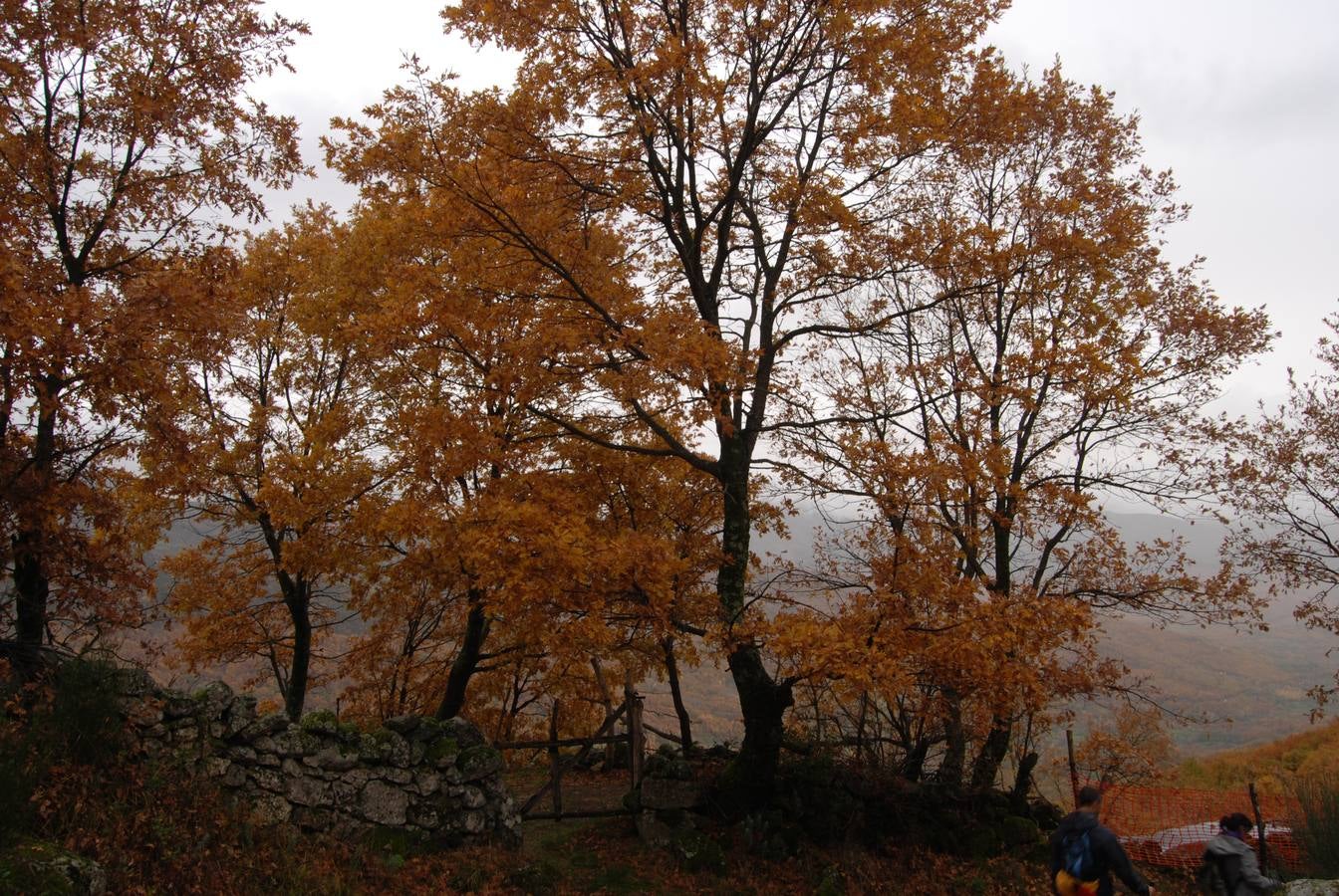 Embrujados por el encanto otoñal del Ambroz
