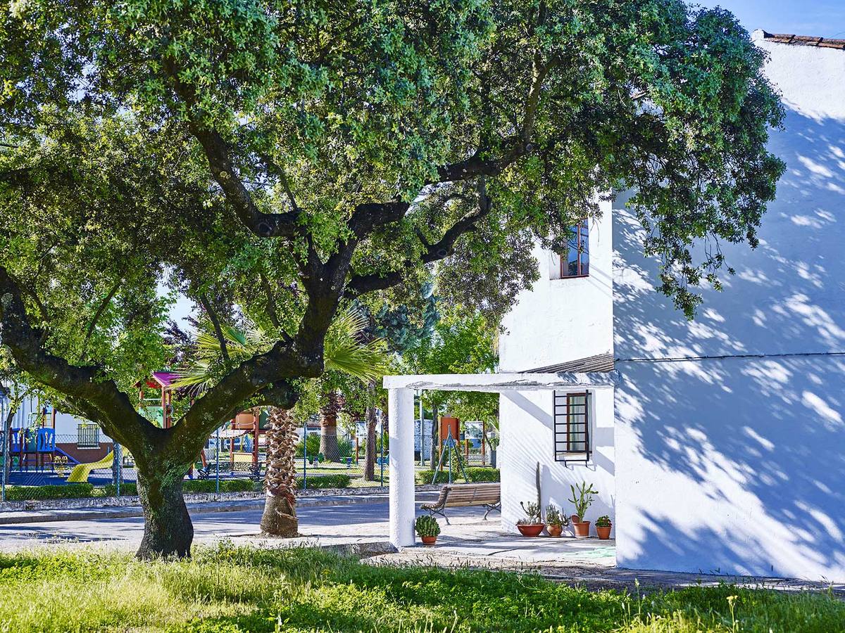 Casa y árbol comparten espacio