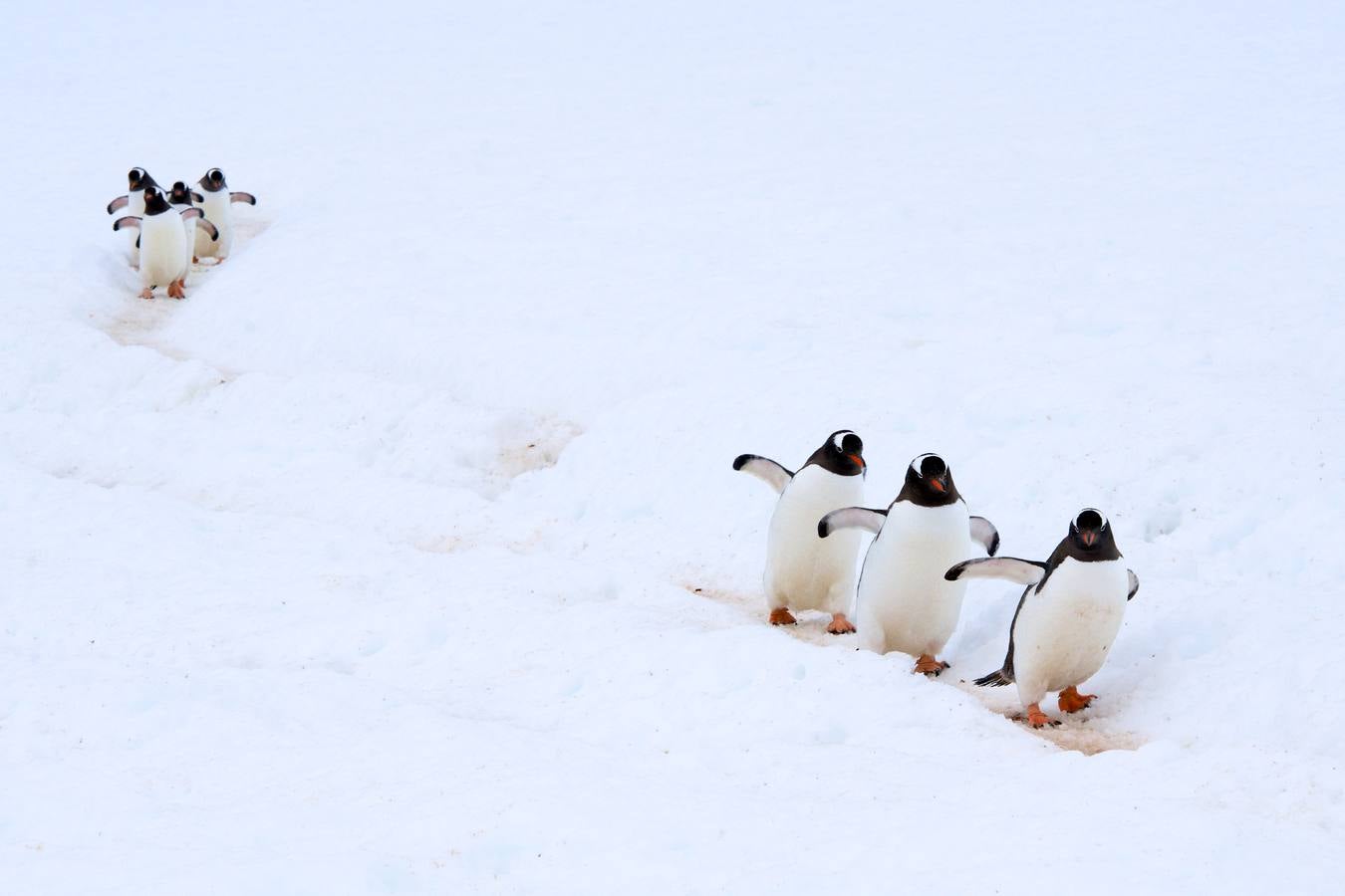 Categoría 3: Aves del Mundo. Imágenes de aves silvestres realizadas fuera de España.'Pingüinos Papúa Antártida', de Arturo Defrías Márquez