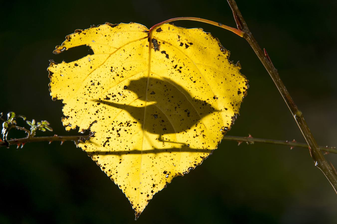 Categoría 4: Habitat y comportamiento. 'Alas en el corazón', de José Elías Rodríguez Vázquez.
