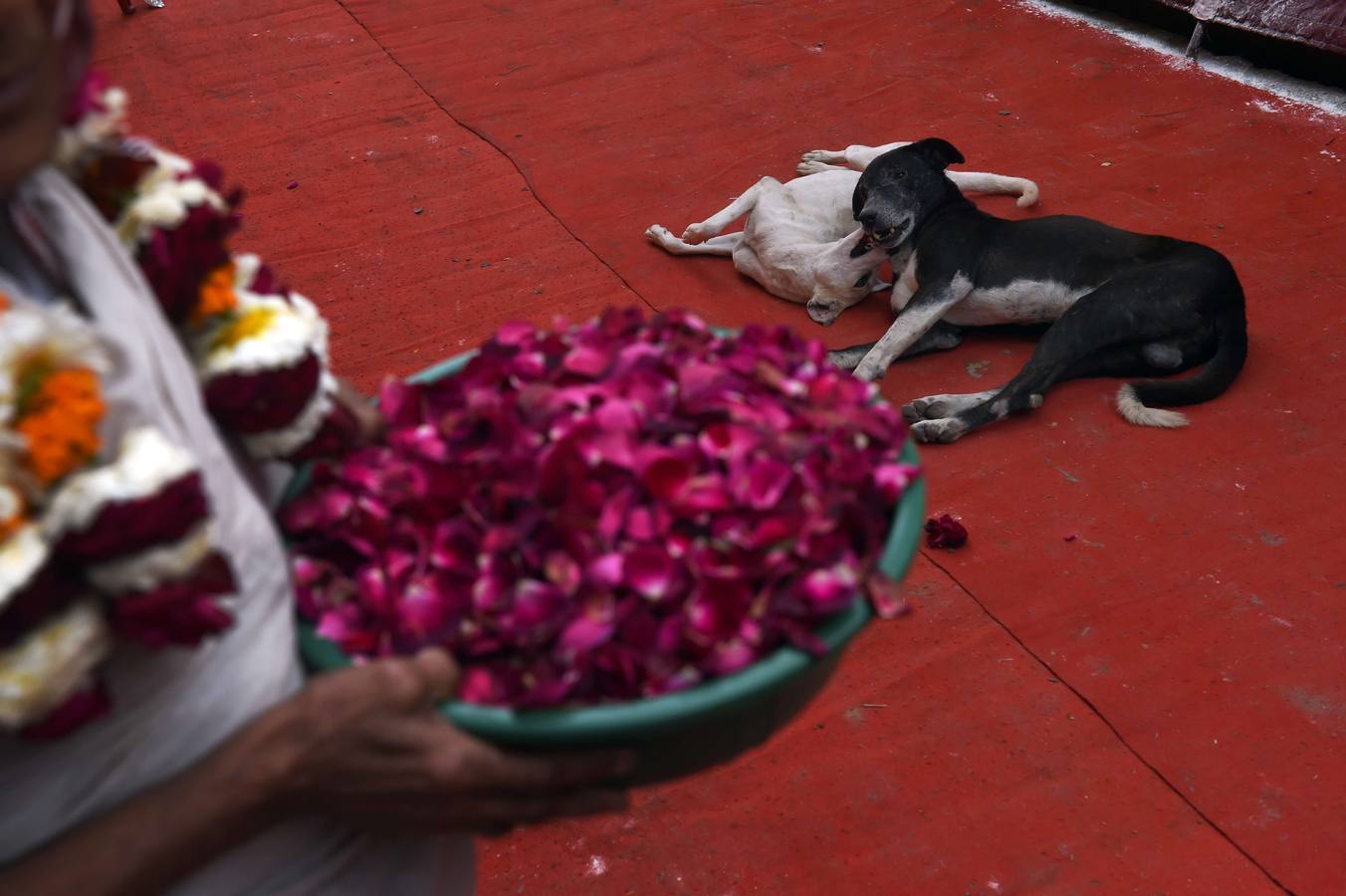 Las viudas se congregaron en un pequeño patio y bailaron y jugaron con polvo de color para celebrar la ocasión. Fotografía: AFP Roberto Schmidt.