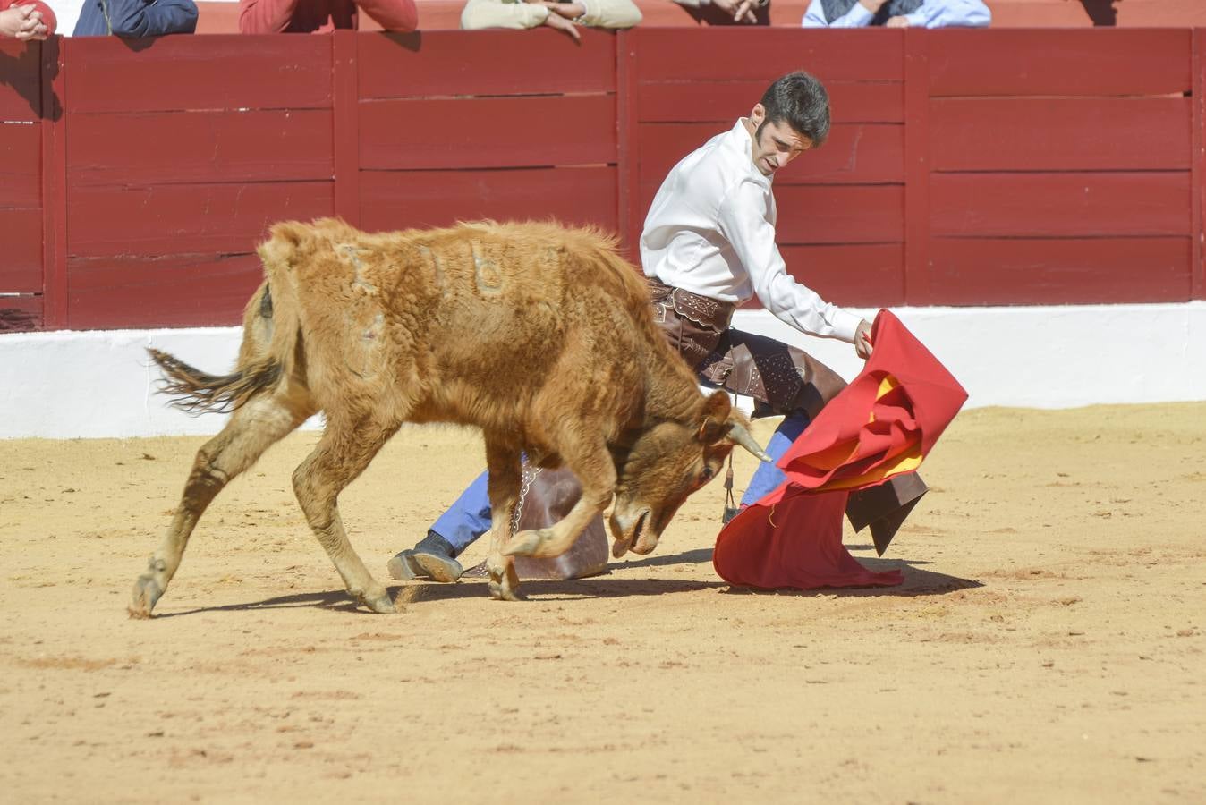 Capea de Talavante en Olivenza