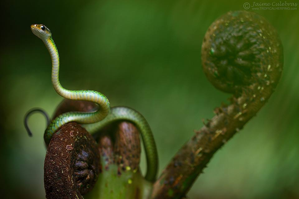 La bella Chironius monticola, en Baños, Tungurahua