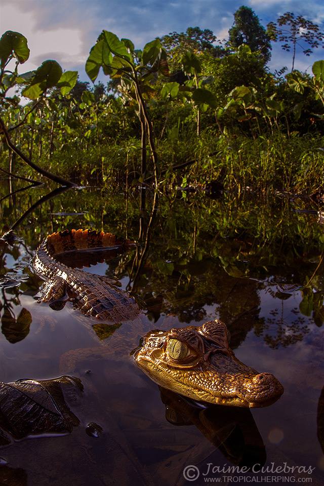 Caiman crocodilus