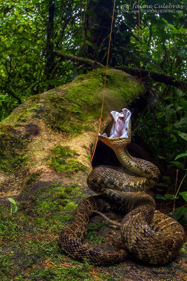 La increíble Bothrops punctatus, una rareza del Ecuador, en la Reserva de Itapoa