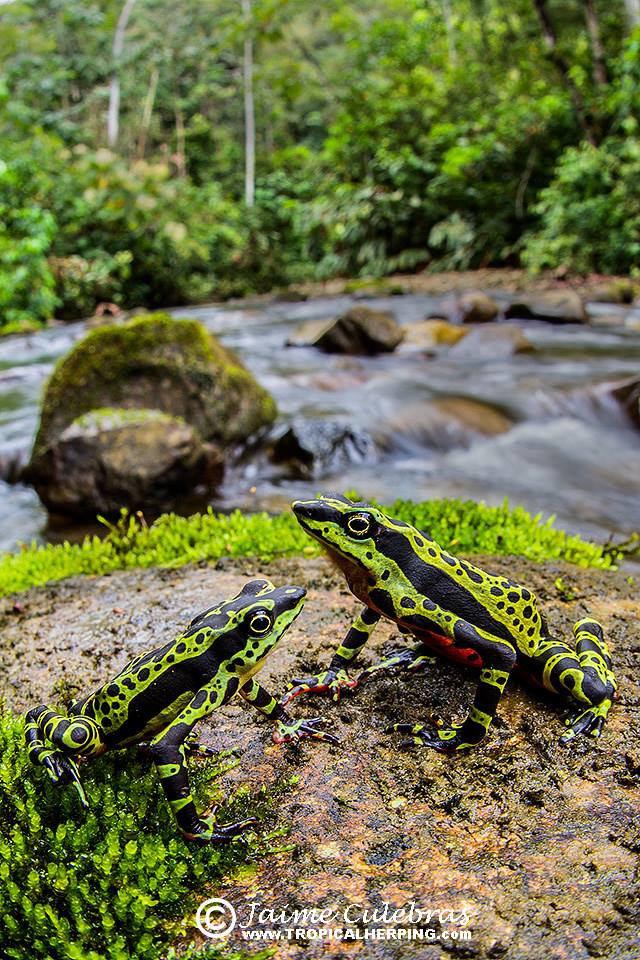 Atelopus wampucrum, extremedamente bella, extremedament en peligro