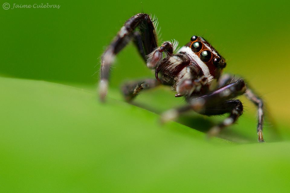 Las Salticidae o Arañas saltadoras en la Reserva faunística de Cuyabeno