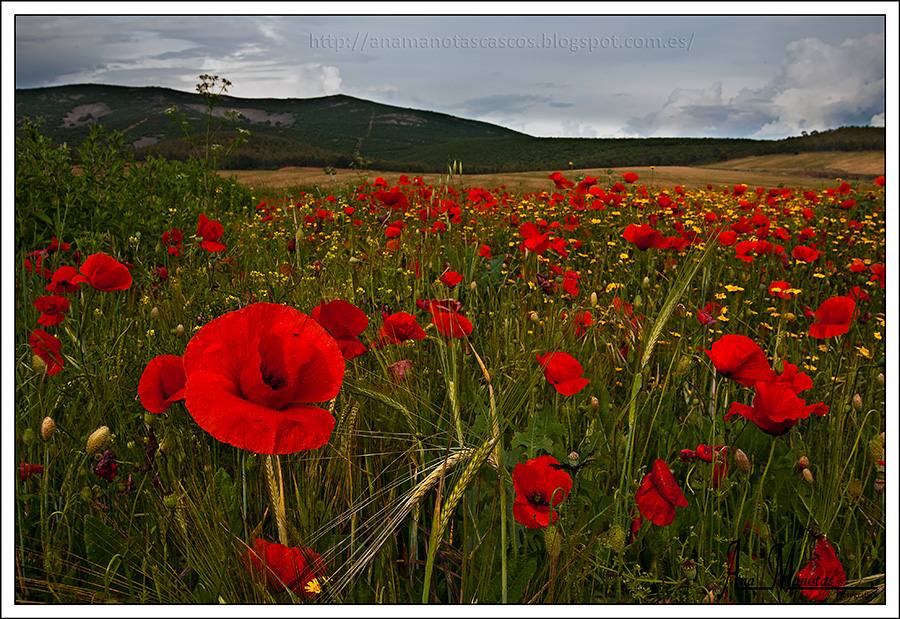 Primavera en Don Benito