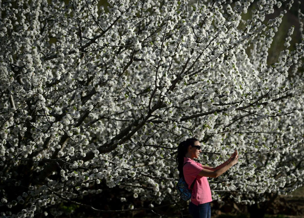 El Valle del Jerte muestra todo su esplendor en Semana Santa