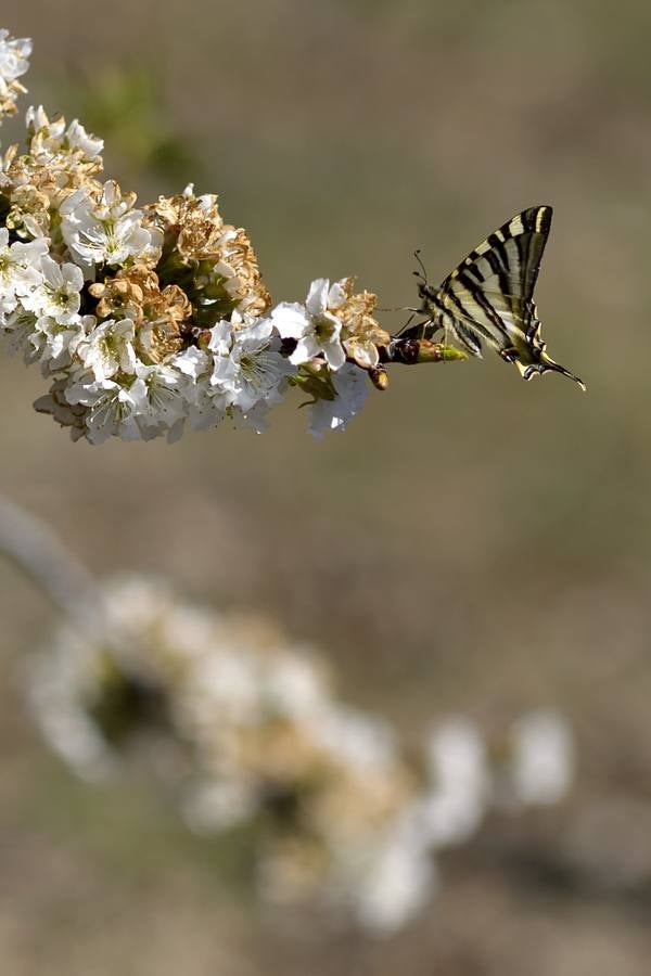 El Valle del Jerte muestra todo su esplendor en Semana Santa