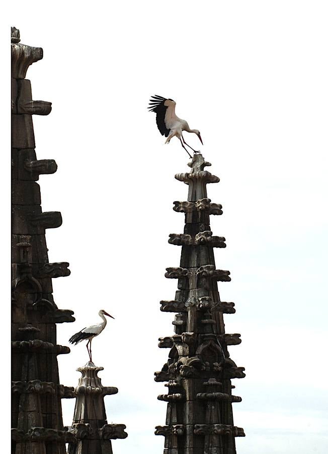 La Catedral de Plasencia y las Cigüeñas