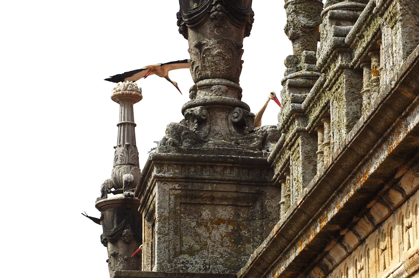 La Catedral de Plasencia y las Cigüeñas