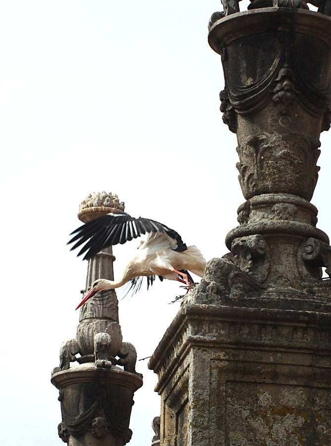 La Catedral de Plasencia y las Cigüeñas