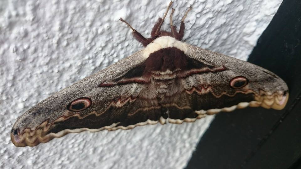 La mariposa más grande Europa se posa en Extremadura