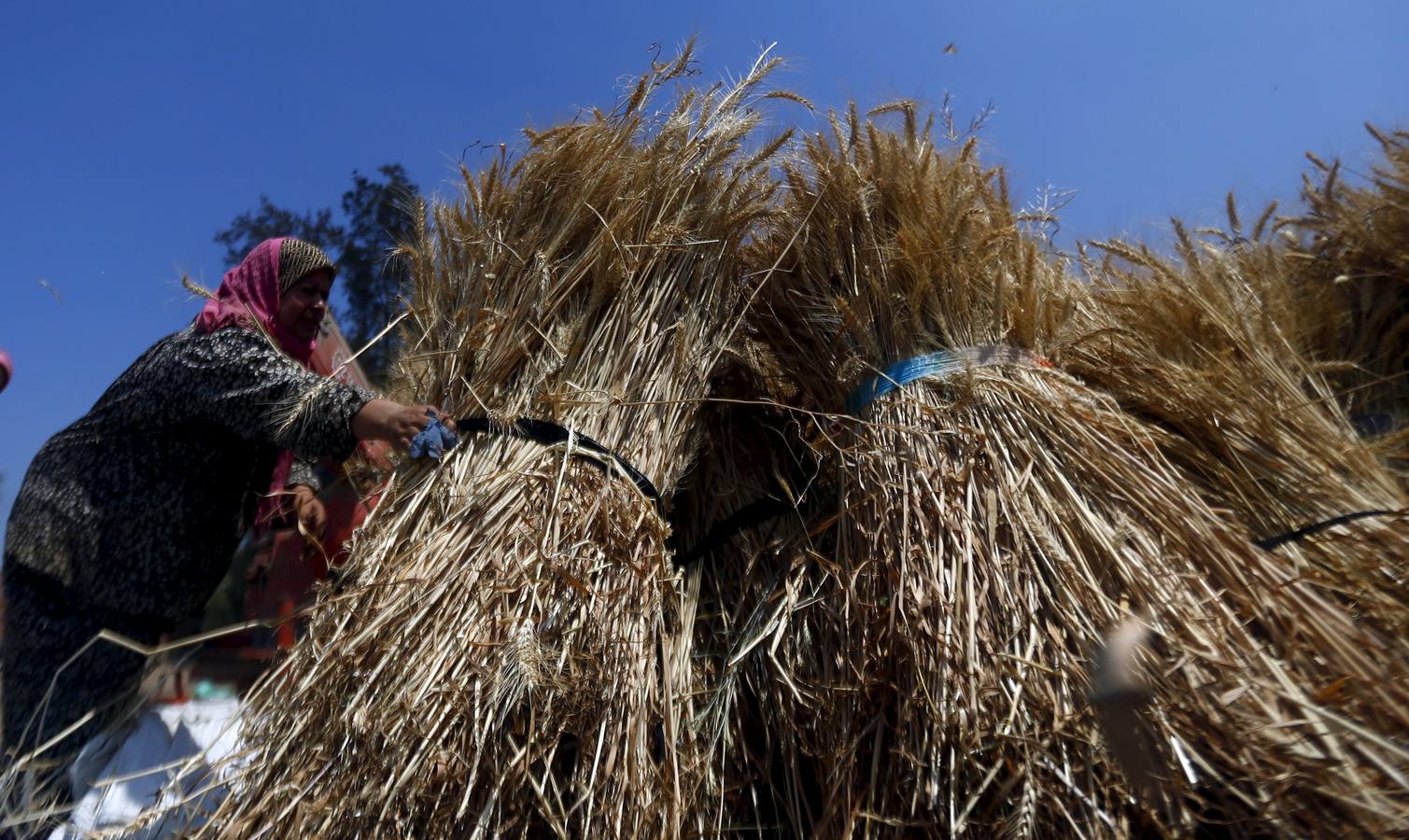Recolección de trigo en Egipto
