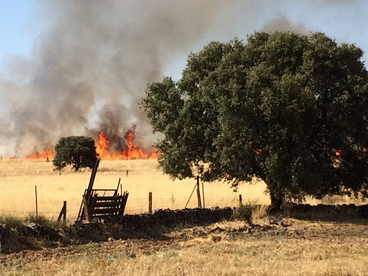 Sábado, 11 de julio: Un incendio que ha dejado más de 100 hectáreas quemadas, alertaron a parte de la comarca de Trujillo. Las llamas llegaron justo a la entrada de Ibahernando. Fotografía: Javier Sánchez