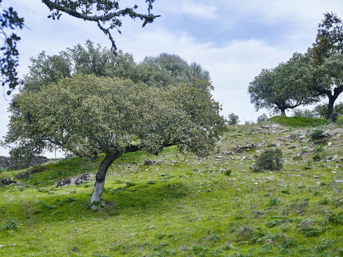 Estructura arqueológica del poblado
