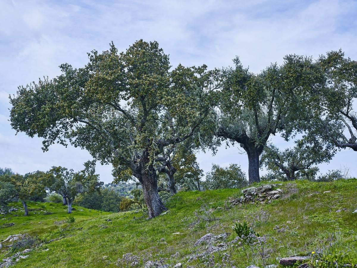 Espacio de la posible alcazaba de la población