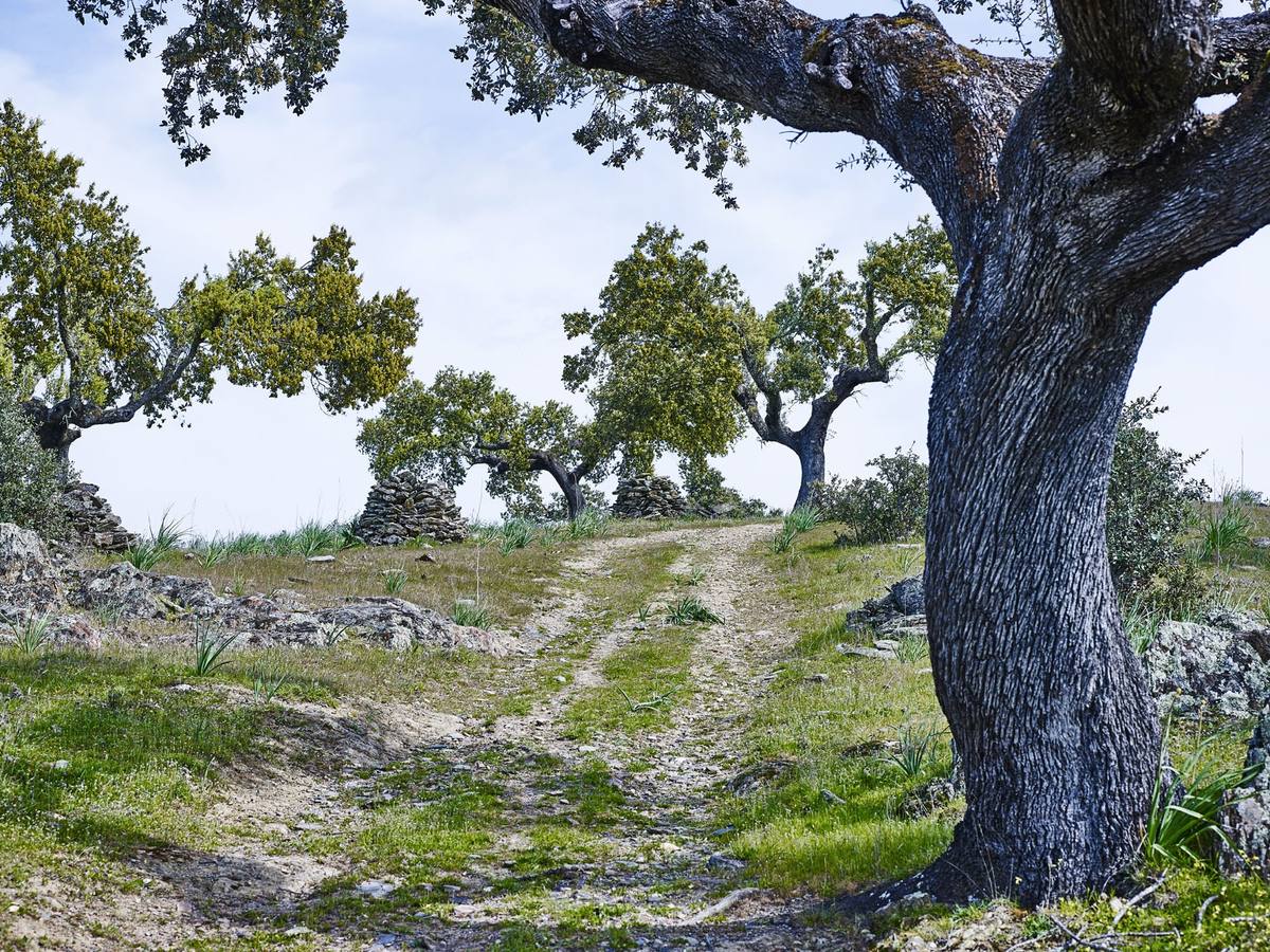 Camino de acceso a la Villeta