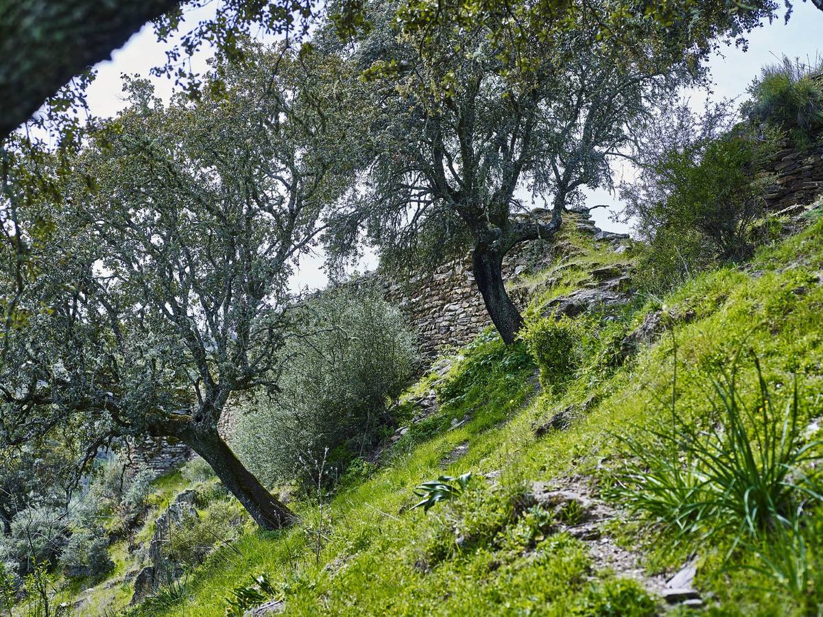 Muralla entre el arbolado