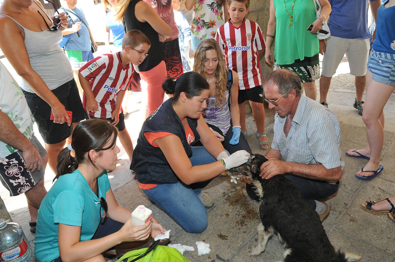 Batidas por el monte para salvar animales heridos por el fuego
