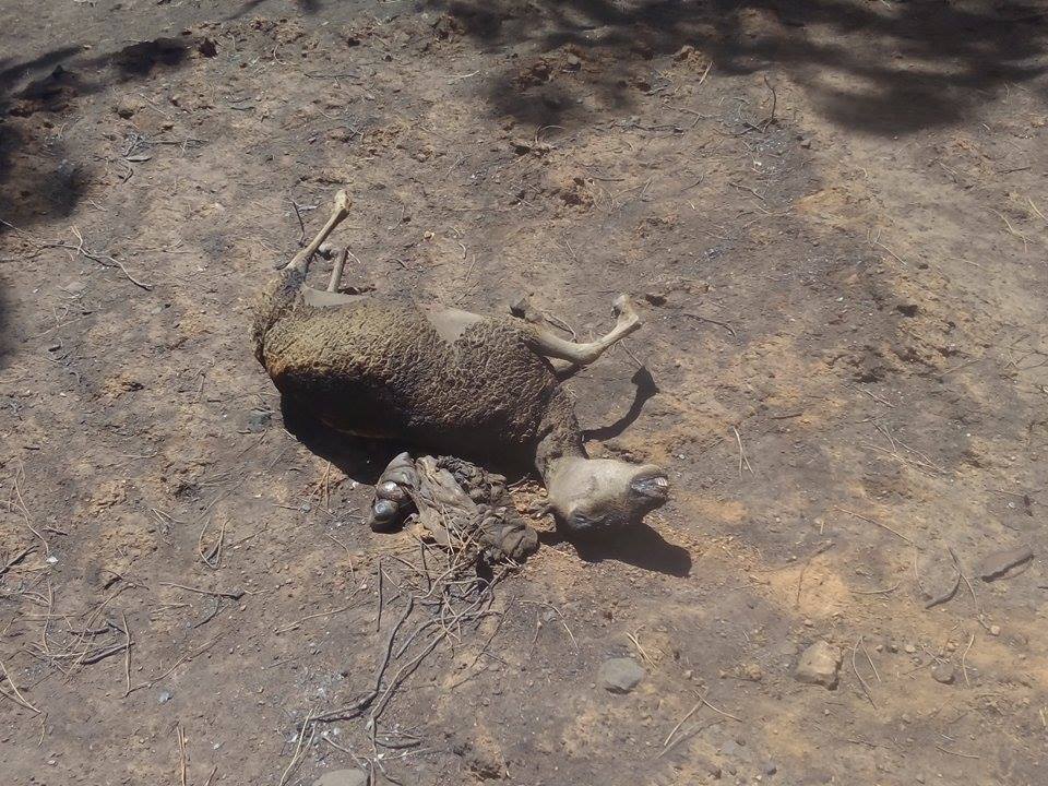 Batidas por el monte para salvar animales heridos por el fuego