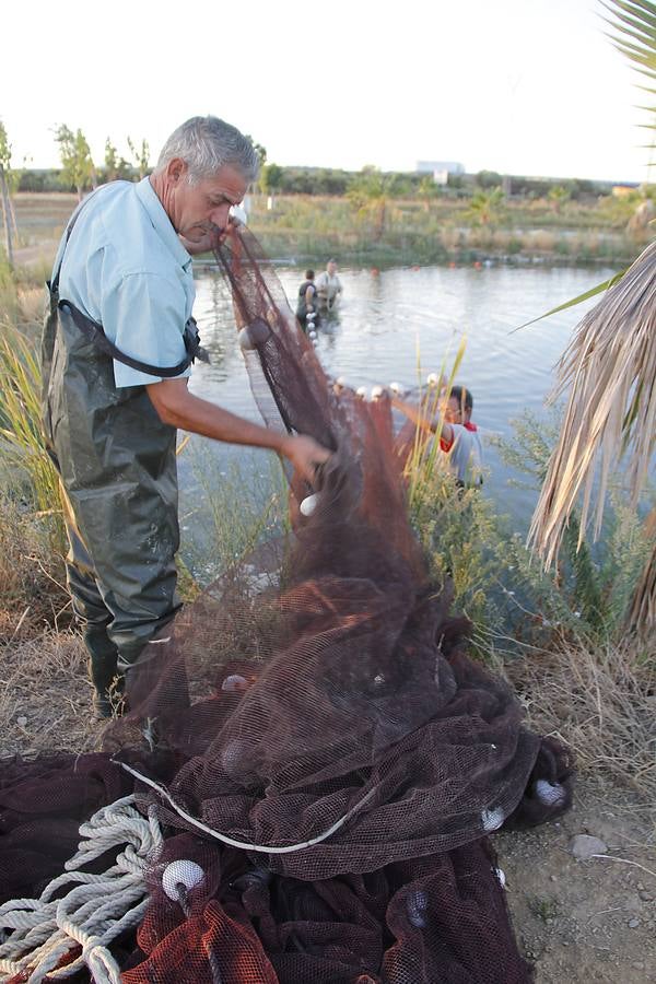 Crianza tradicional de tencas