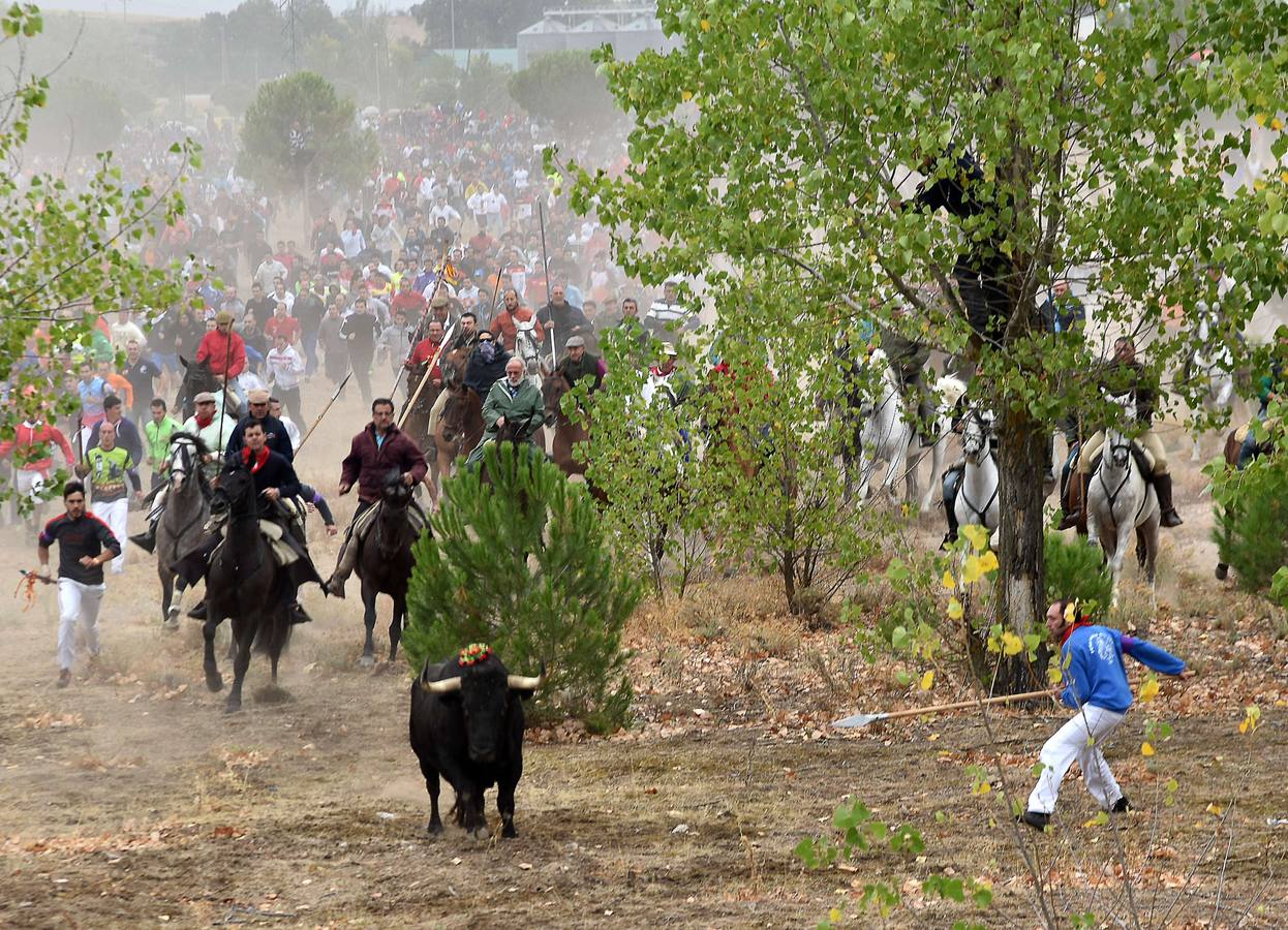 El Toro de la Vega 2015