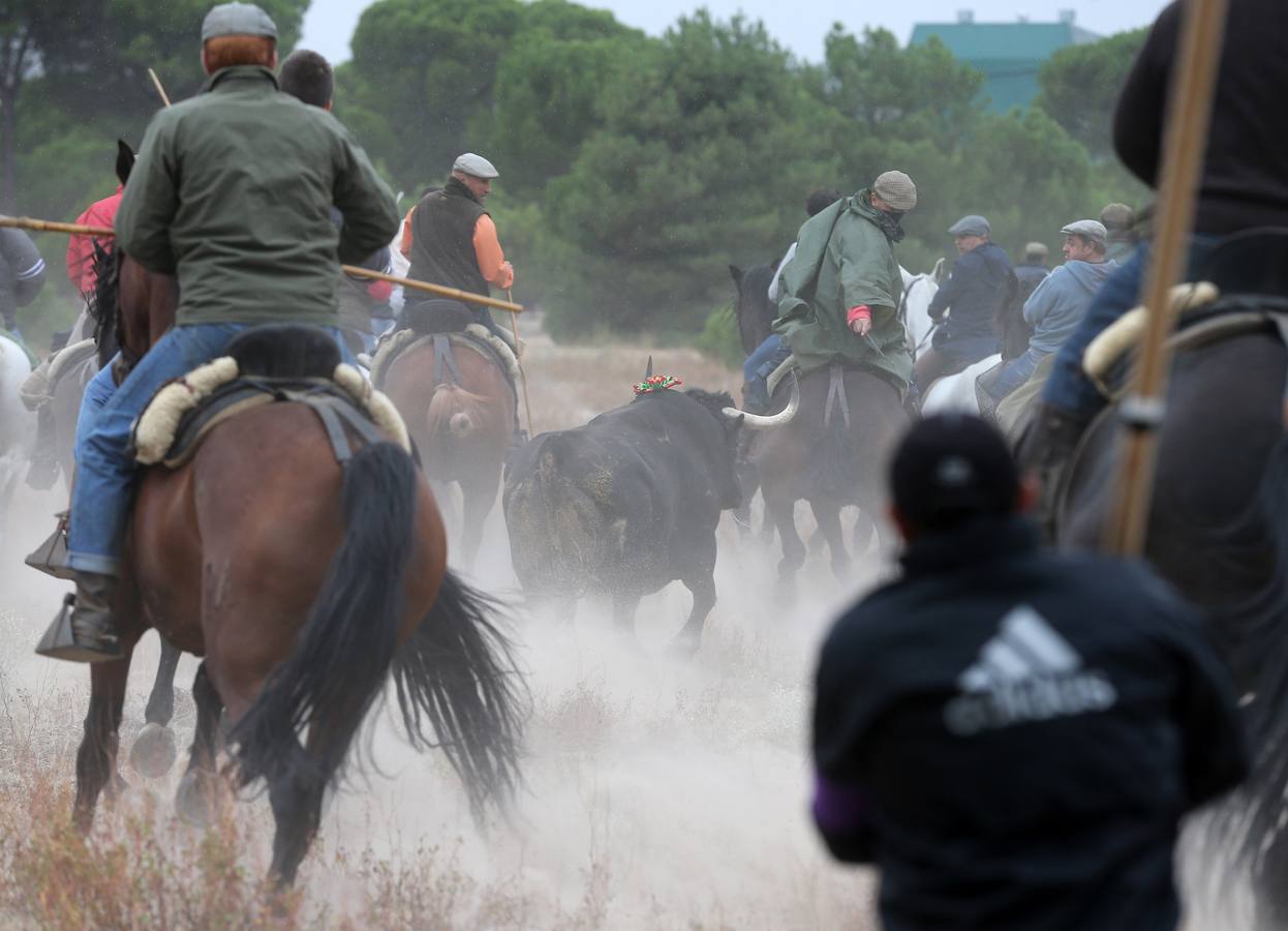 El Toro de la Vega 2015