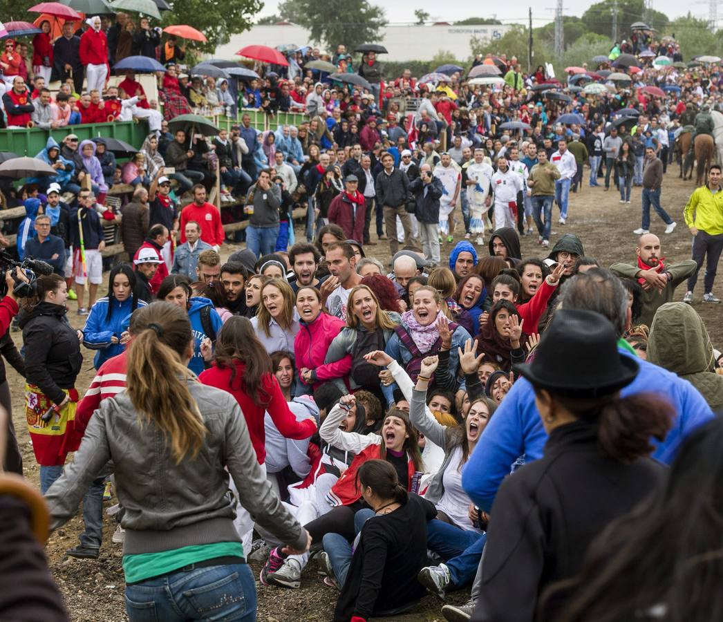 El Toro de la Vega 2015