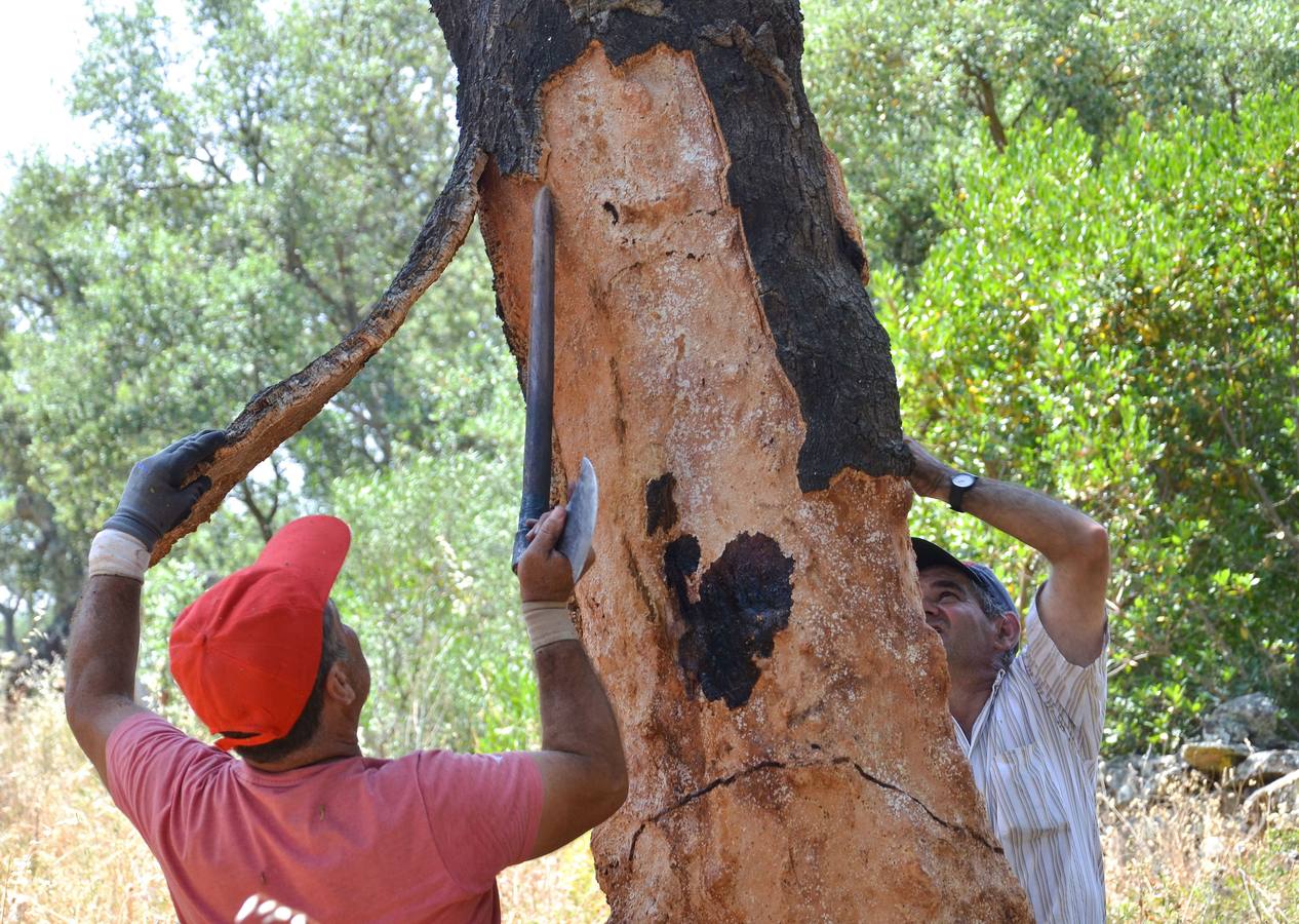 La dehesa extremeña se descorcha