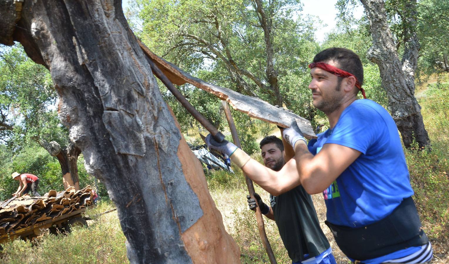 La dehesa extremeña se descorcha