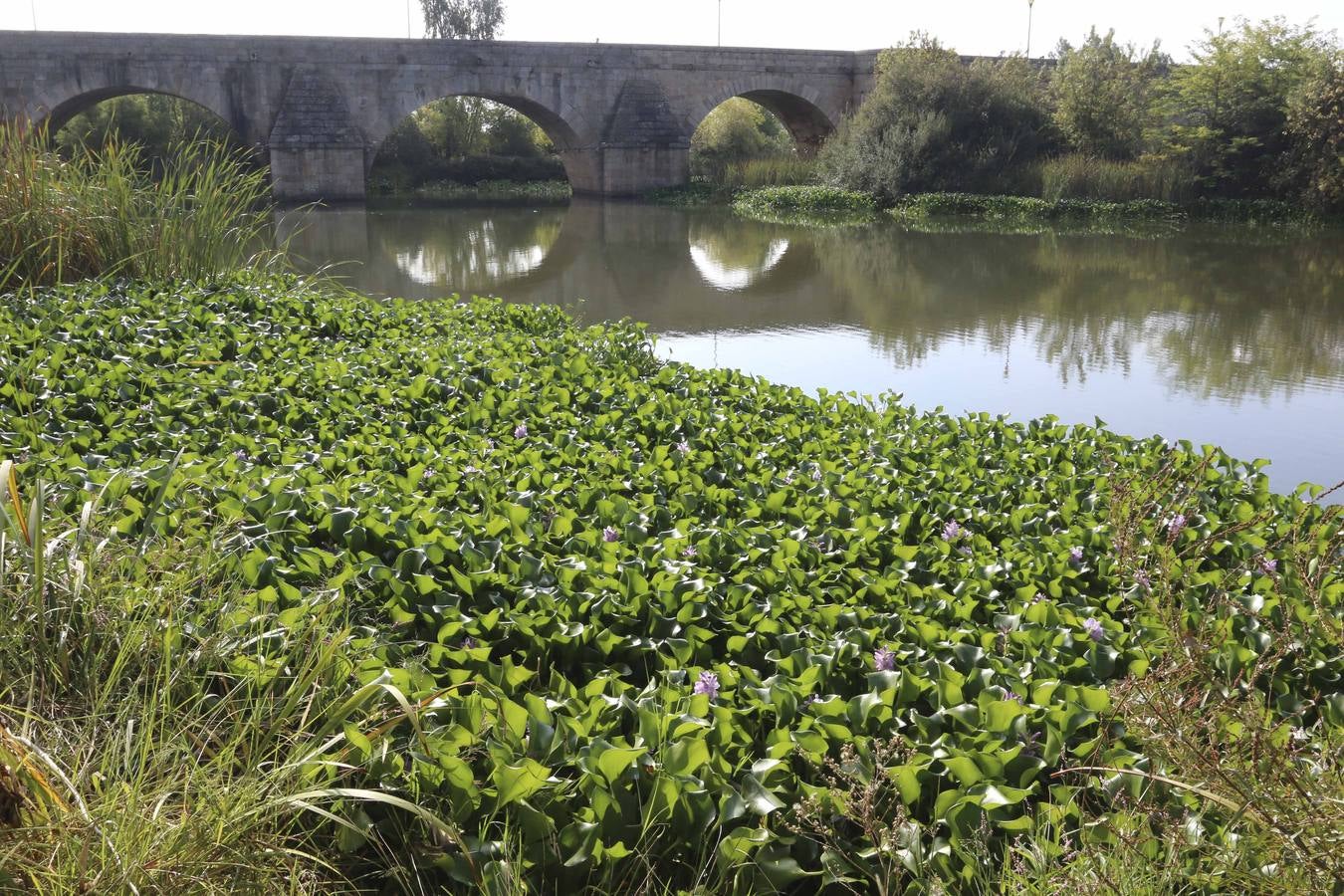 El Guadiana y el camalote, juntos diez años