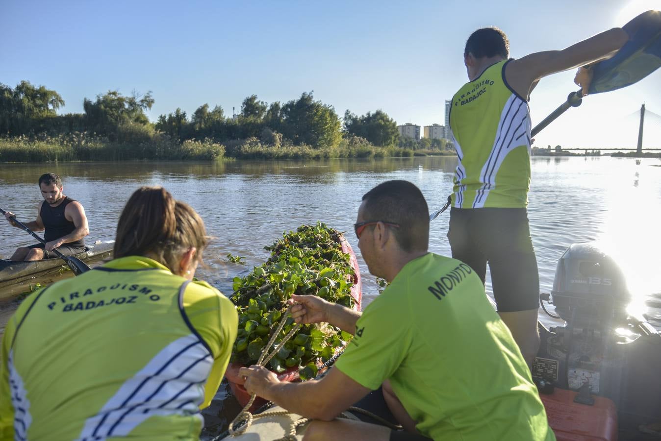 El Club de Piragüismo de Badajoz quita camalote del Guadiana