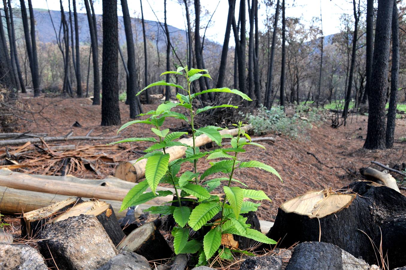 Trabajos de reforestación en Gata