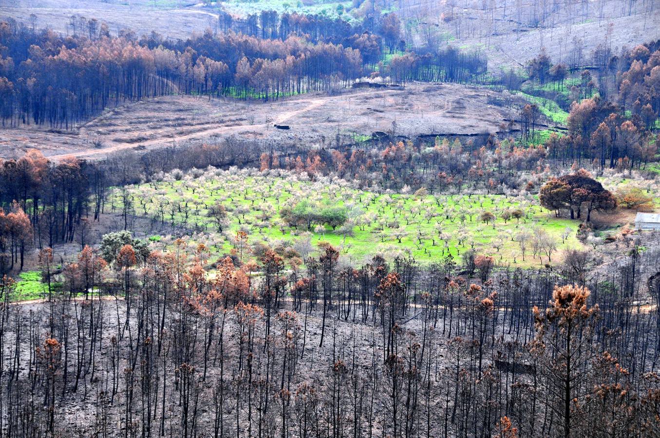 Trabajos de reforestación en Gata