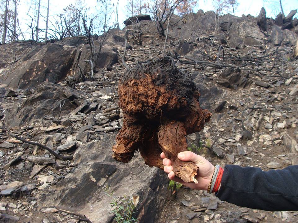 Trabajos de reforestación en Gata