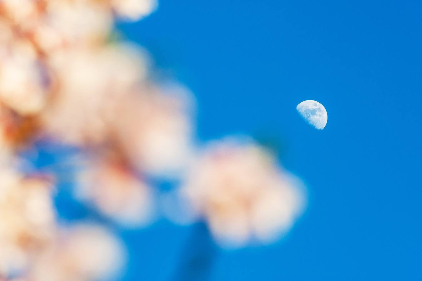 Vista de la luna entra las flores