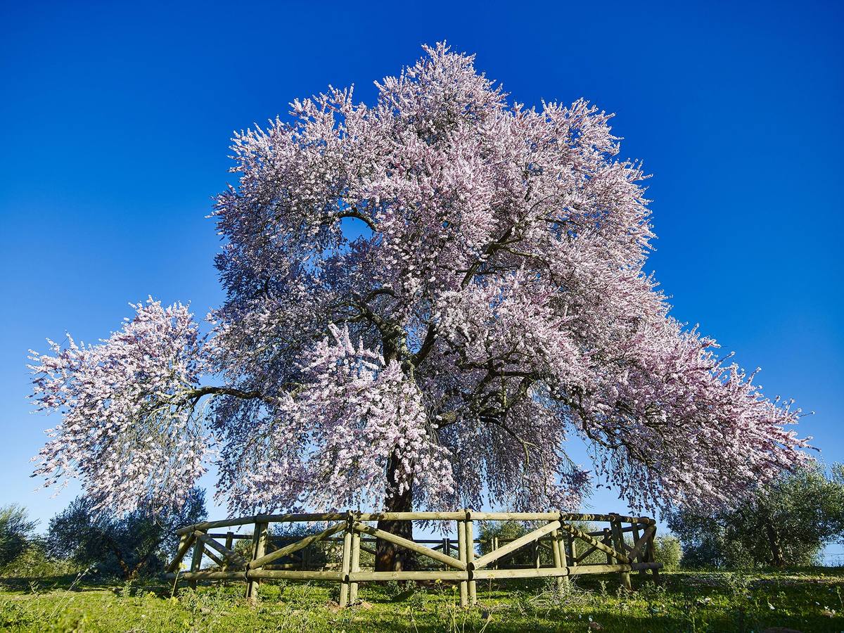 Vista general del Alemendro Real