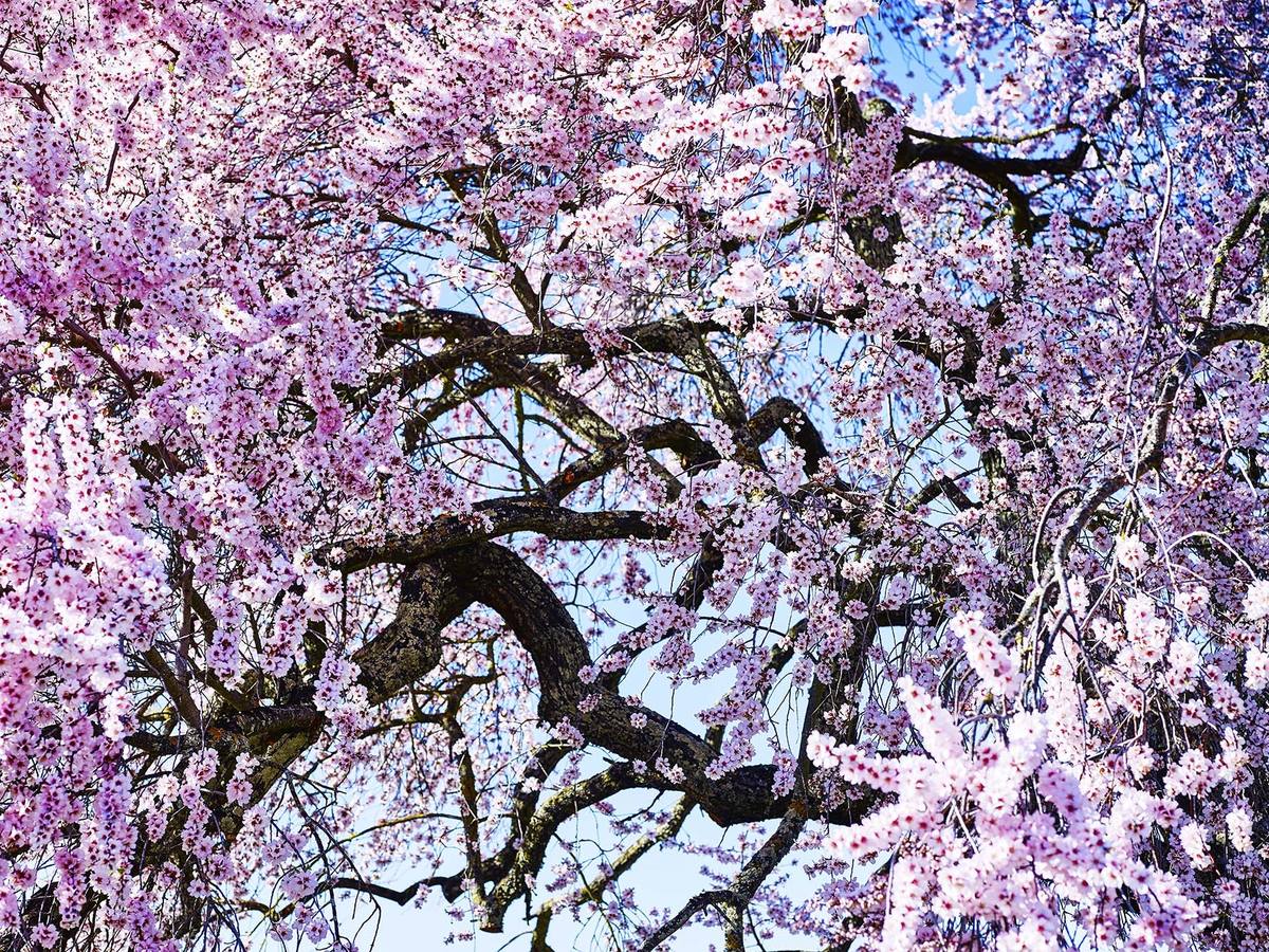 Detalle de la copa florida